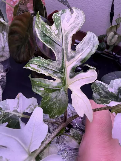 plant/Alocasia Brancifolia Albo (2 plants)-1-thumbnail