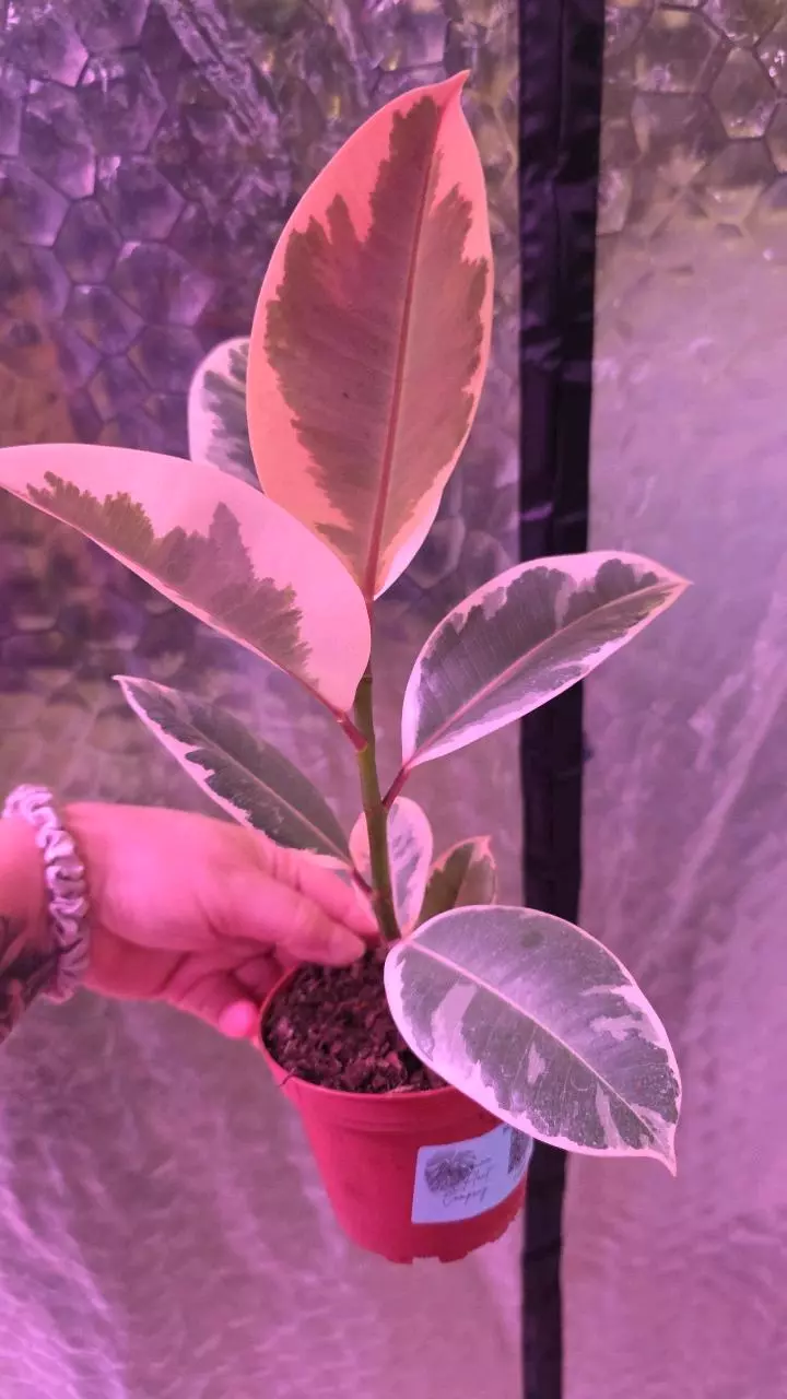 plant/Tineke Ficus-1