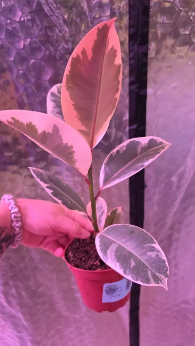 plant/Tineke Ficus-1-thumbnail