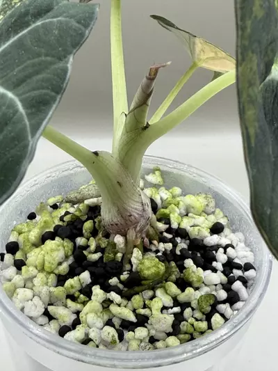 plant/Alocasia Black Velvet Gold-3-thumbnail