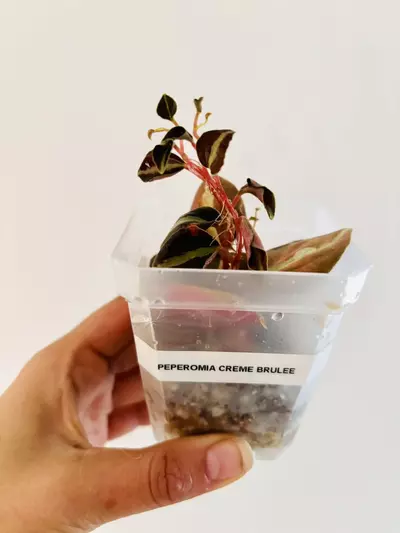 plant/Peperomia metallica creme brulee plant--2-thumbnail