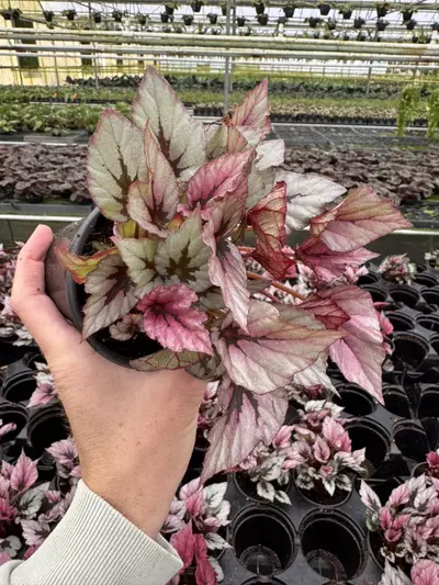 plant/Begonia Indian summer 4” pot growers choice-3-thumbnail