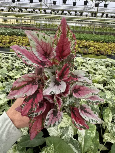 plant/Begonia Maui sunset 4” pot growers choice-1-thumbnail