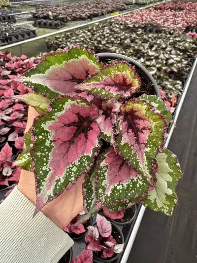 plant/Begonia Alaska creek 4” pot growers choice-1-thumbnail