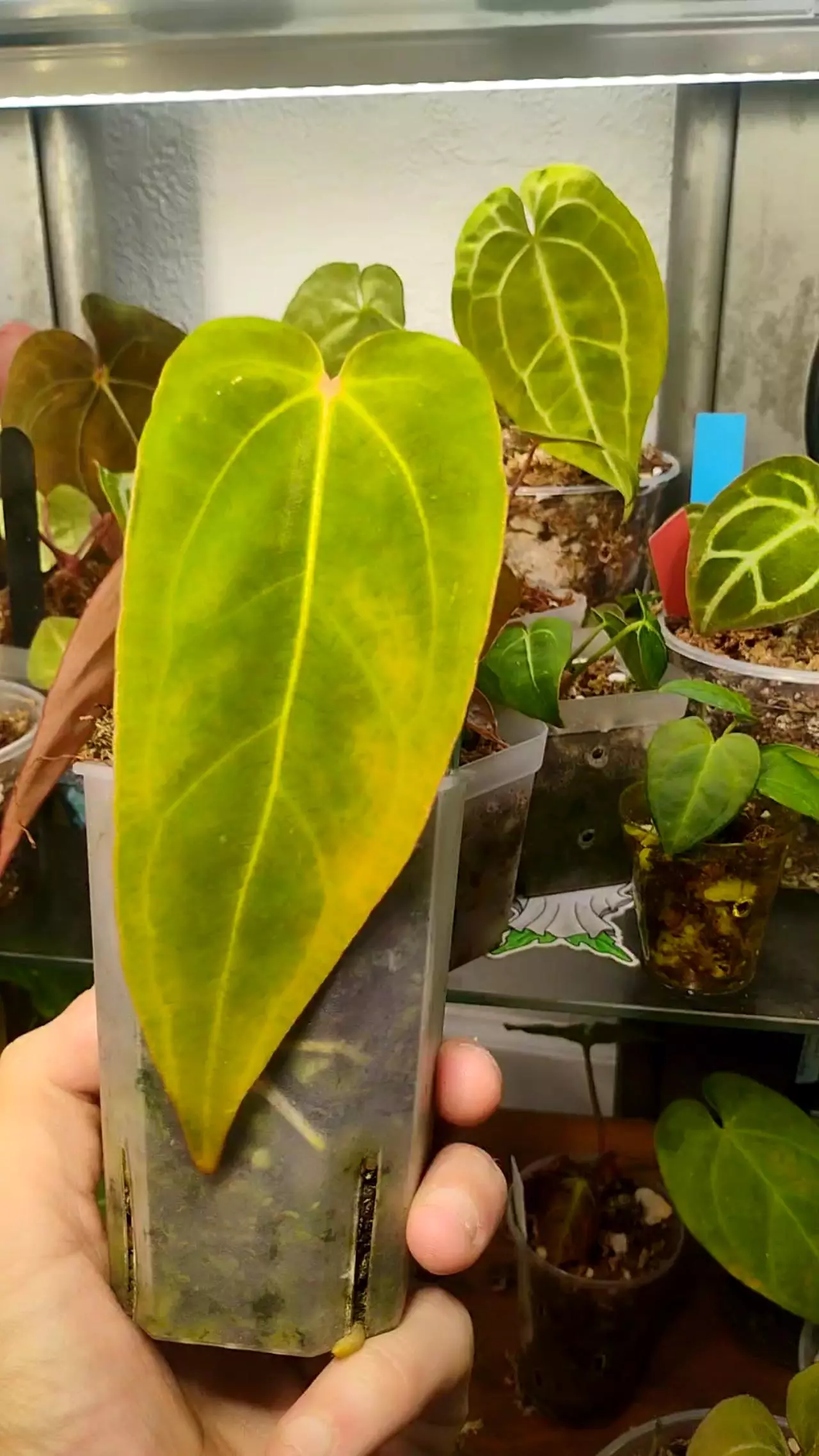 plant/Anthurium Mag × crystal/ Bvep 'chubbs' round f2-0