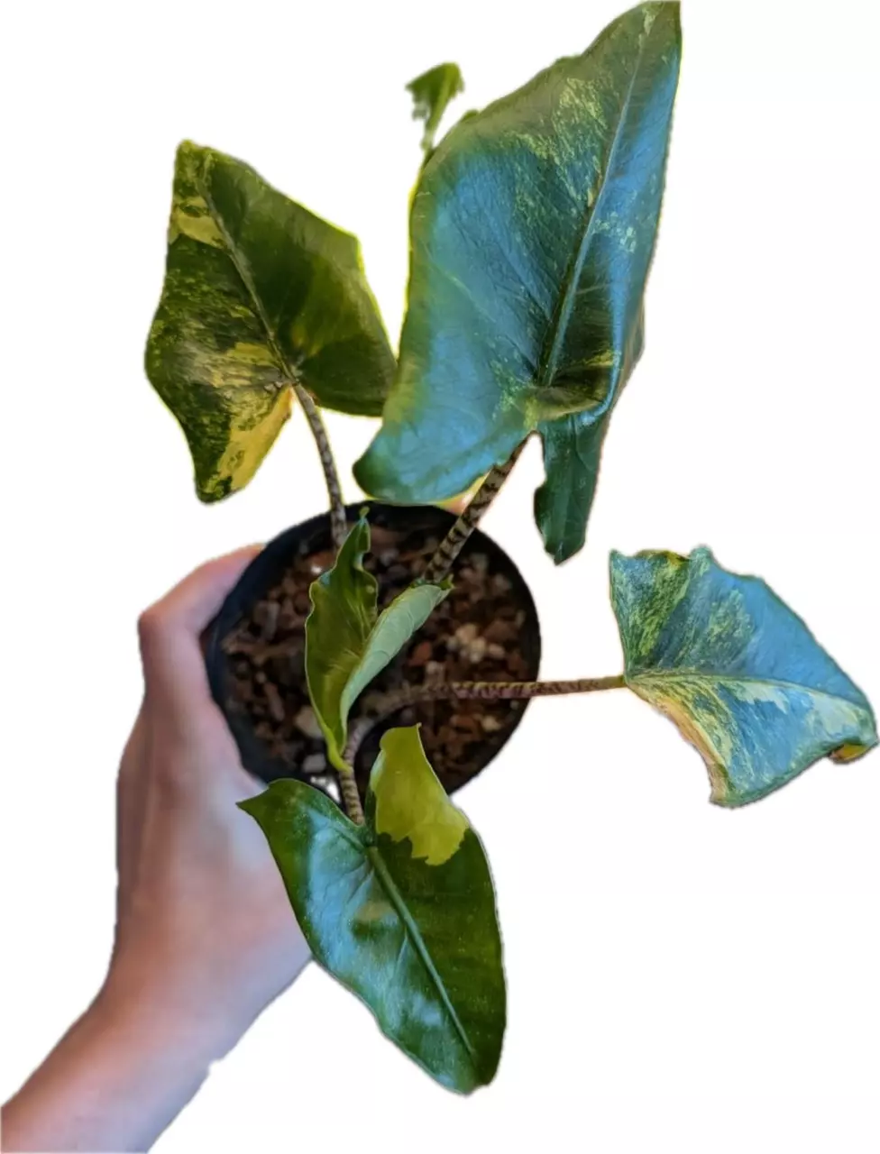 plant/Alocasia Dwarf Zebrina Aurea CORM-0
