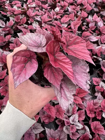 plant/Begonia Inca flame 4” pot growers choice-3-thumbnail