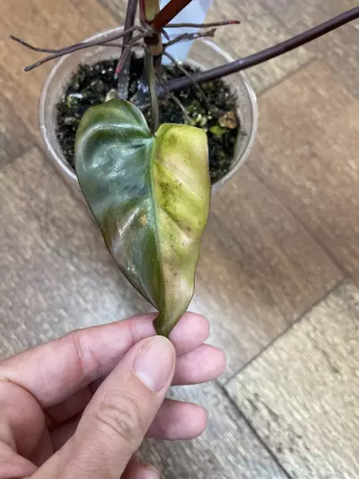 plant/Philodendron Dark Lord Variegated-4-thumbnail