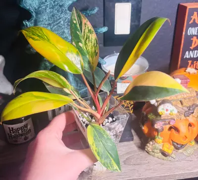 plant/Philodendron Red Congo Variegated-0-thumbnail