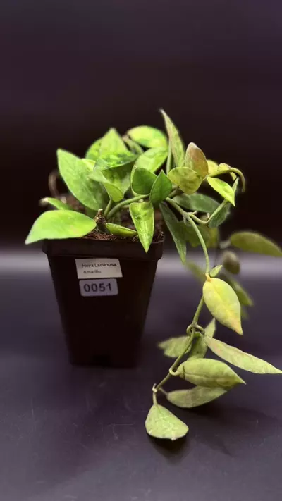 plant/0051 - Hoya Lacunosa Amarillo-1-thumbnail