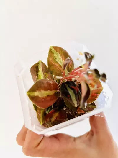 plant/Peperomia metallica creme brulee plant--0-thumbnail