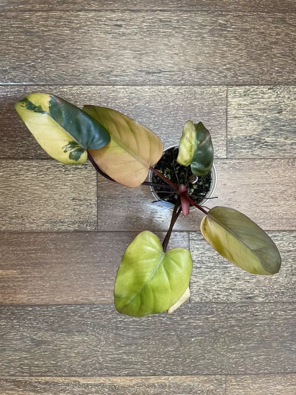 plant/Philodendron Dark Lord Variegated-0