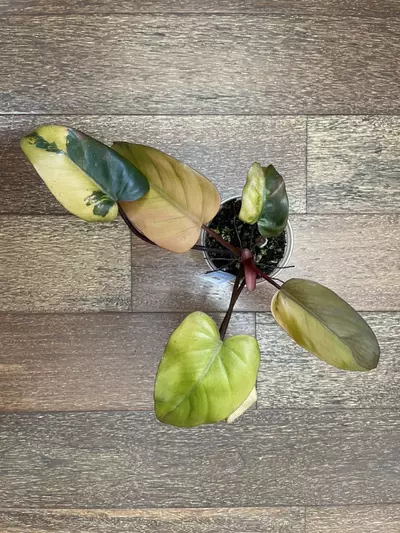 plant/Philodendron Dark Lord Variegated-0-thumbnail