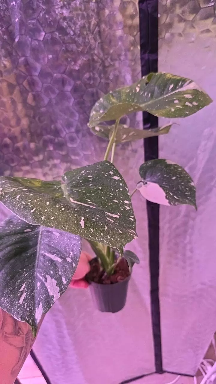 plant/Thai Con Monstera-0