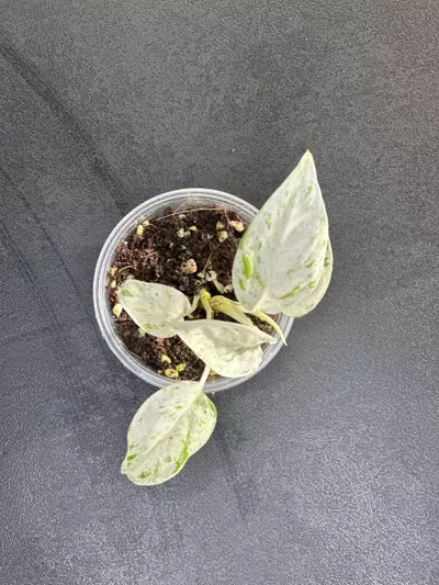 plant/Epipremnum pinnatum 'Marble'-0-thumbnail