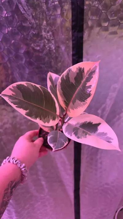 plant/Tineke Ficus-0-thumbnail