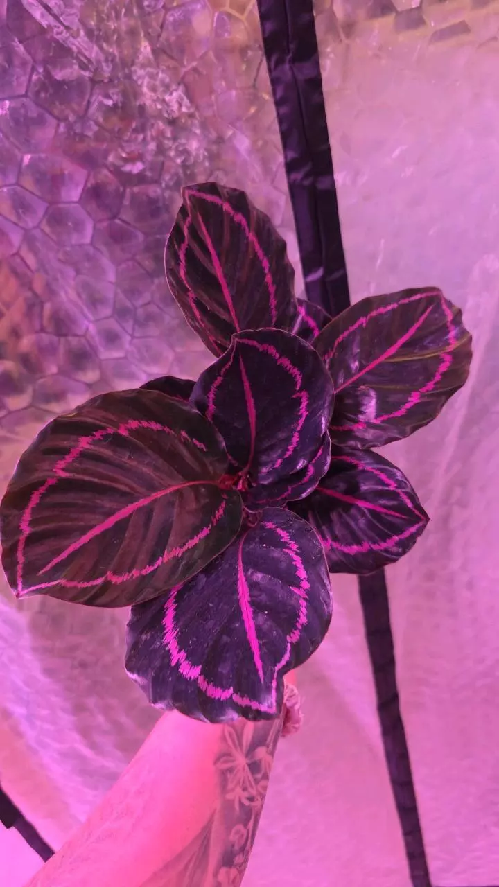 plant/Dottie Calathea-0