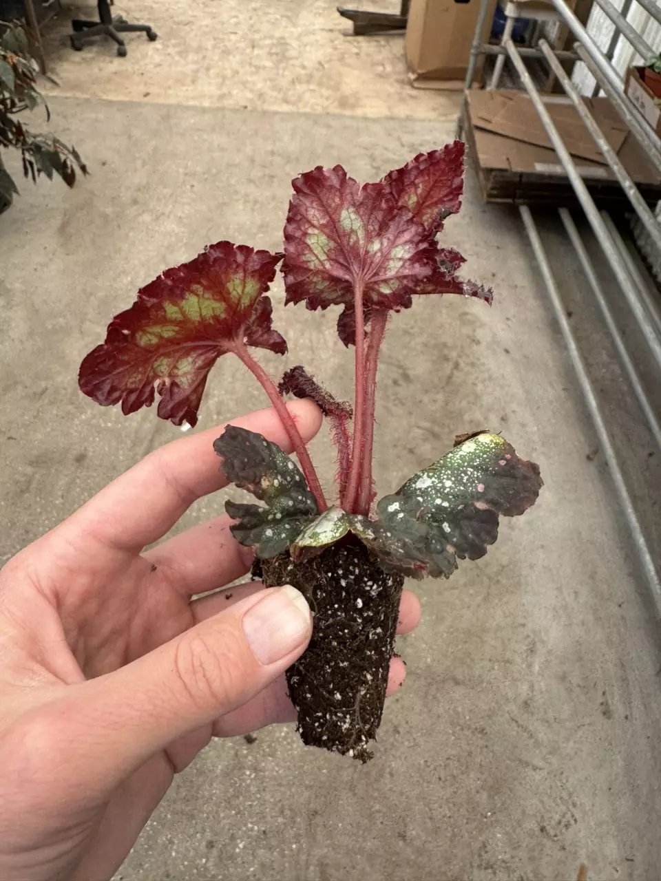 plant/Harmony’s begonia galaxy starter plant growers choice-7