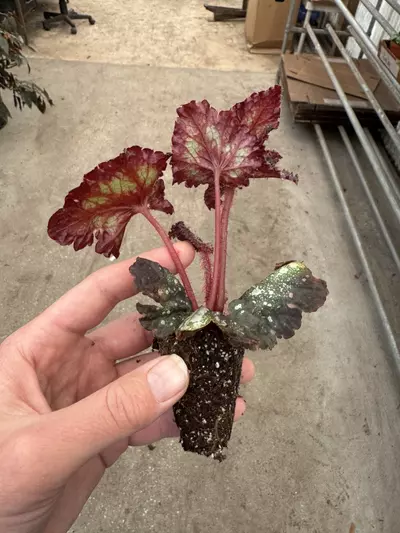plant/Harmony’s begonia galaxy starter plant growers choice-7-thumbnail