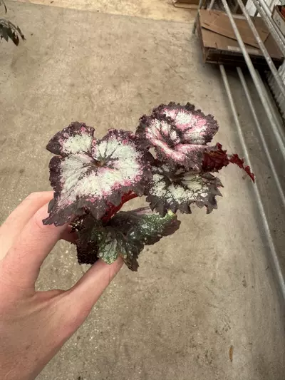 plant/Harmony’s begonia galaxy starter plant growers choice-6-thumbnail