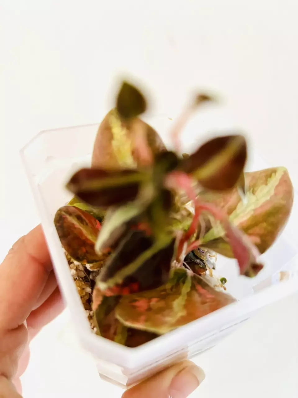 plant/Peperomia metallica creme brulee plant--4