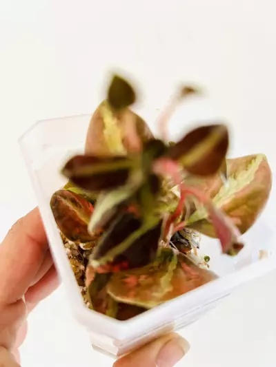 plant/Peperomia metallica creme brulee plant--4-thumbnail