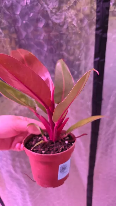 plant/McColleys Finale Philodendron-1-thumbnail