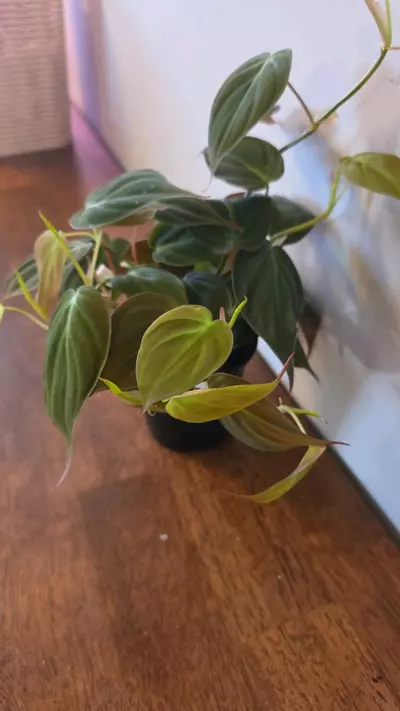 plant/Philodendron Micans-1-thumbnail