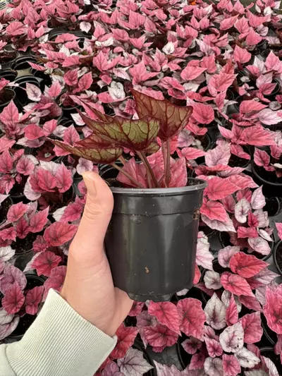 plant/Begonia Inca flame 4” pot growers choice-6-thumbnail