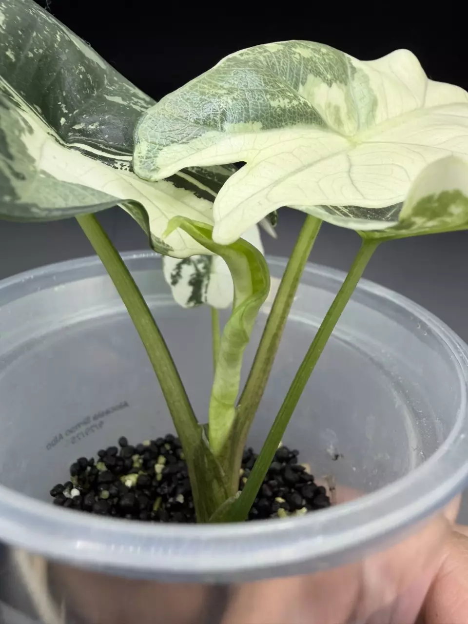 plant/Alocasia Simpo Albo-3