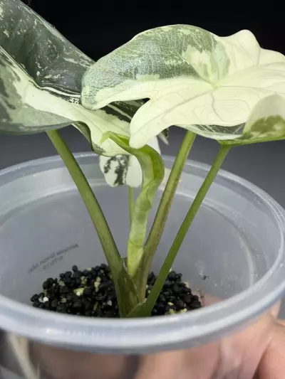 plant/Alocasia Simpo Albo-3-thumbnail