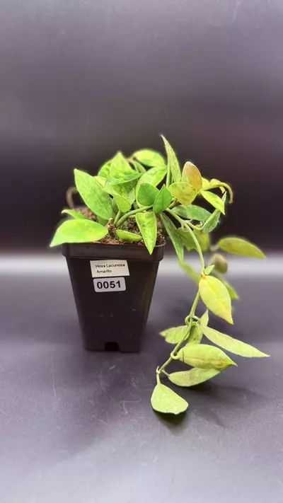 plant/0051 - Hoya Lacunosa Amarillo-0-thumbnail
