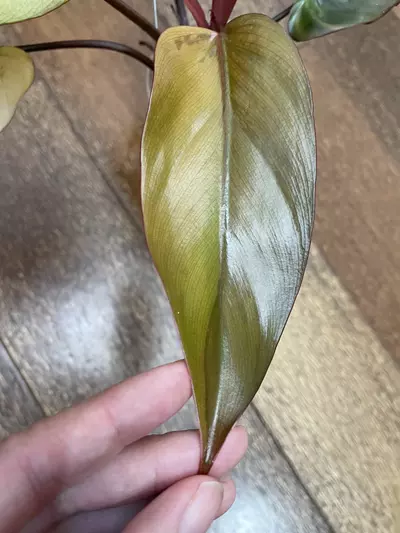 plant/Philodendron Dark Lord Variegated-5-thumbnail