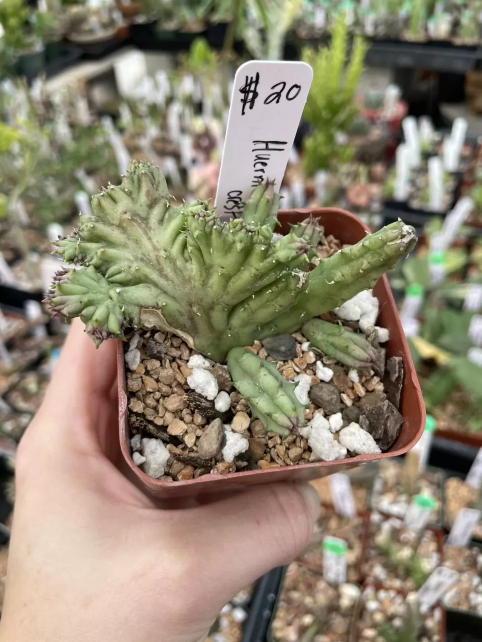 plant/Huernia procumbens crest-0