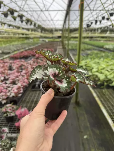 plant/Begonia purple blush 4” pot growers choice-5-thumbnail