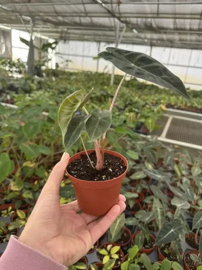 plant/Alocasia Nairobi nights 4” pot growers choice-5-thumbnail