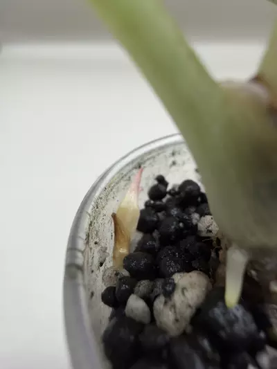 plant/Alocasia Azlanii Pink/Albo-3-thumbnail