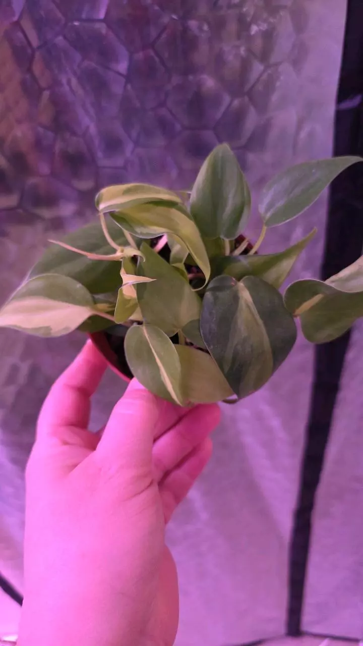 plant/Brasil Philodendron-0