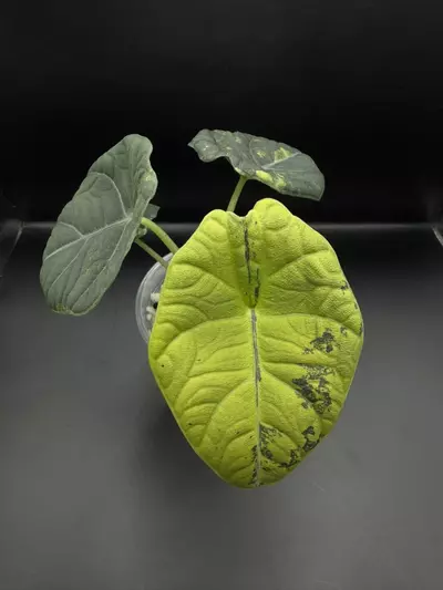 plant/Alocasia Maharani Lemon Lime-0-thumbnail