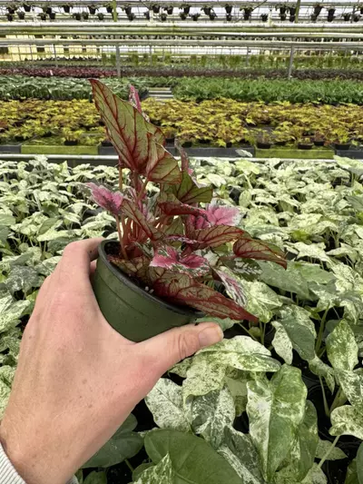 plant/Begonia Maui sunset 4” pot growers choice-5-thumbnail
