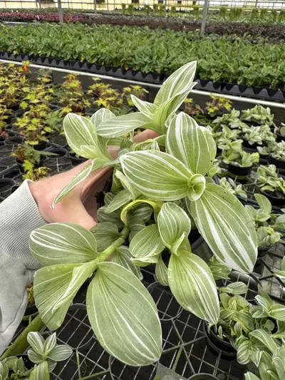 plant/Tradescantia green and white 4” pot growers choice-2-thumbnail