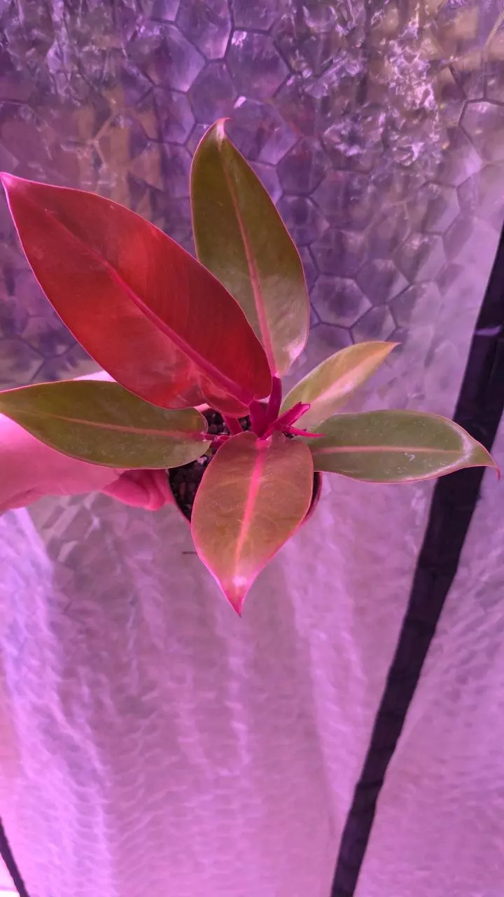 plant/McColleys Finale Philodendron-0