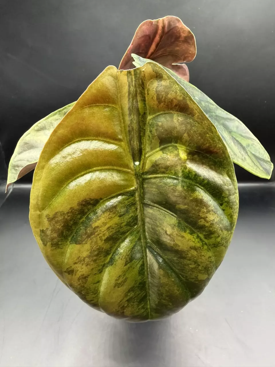 plant/Alocasia Cuprea Caraml Latte-0