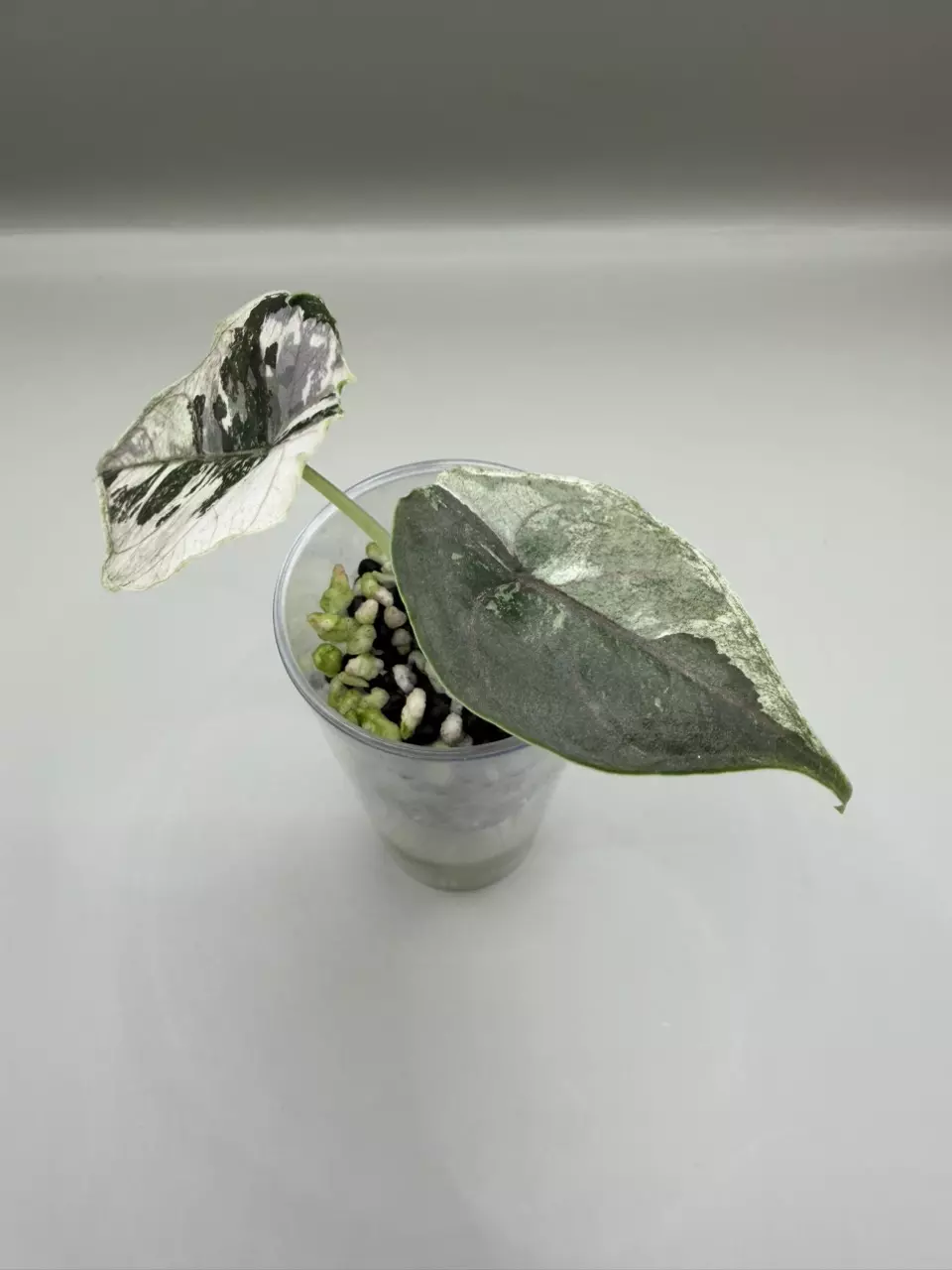 plant/Alocasia Azlanii Pink/Albo-1