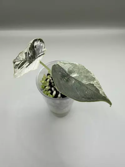 plant/Alocasia Azlanii Pink/Albo-1-thumbnail