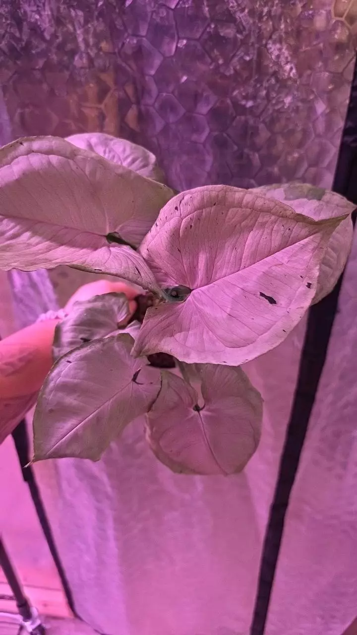 plant/Green Splash Syngonium-0