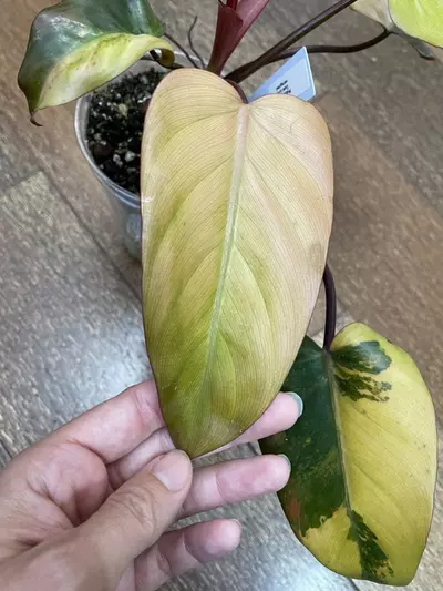 plant/Philodendron Dark Lord Variegated-3-thumbnail
