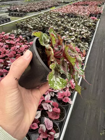 plant/Begonia Alaska creek 4” pot growers choice-4-thumbnail