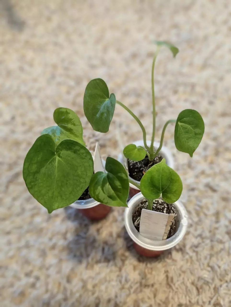 plant/Anthurium Clarinervium X Silver Tiger GC starter-0