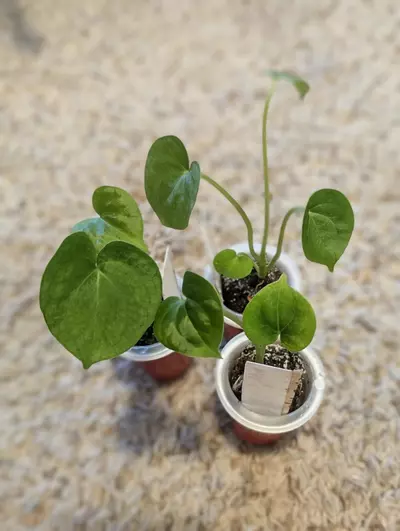 plant/Anthurium Clarinervium X Silver Tiger GC starter-0-thumbnail